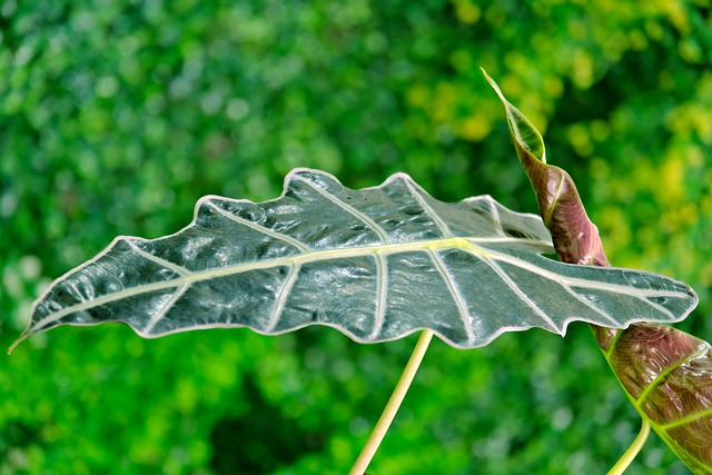 Regular fiddle leaf fig
