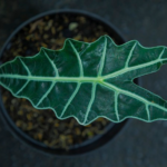 alocasia leaf as houseplants