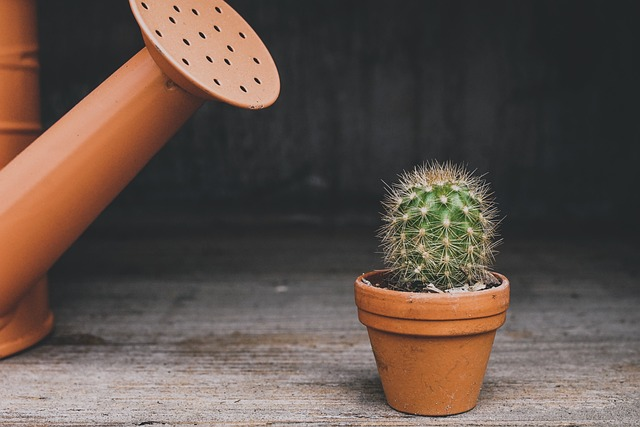 cactus, watering can, houseplant