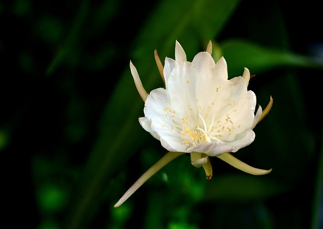 Flores blancas tipo orquídea del cactus espina de pescado