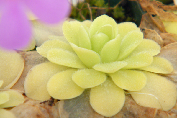 Butterworts (Pinguicula)
