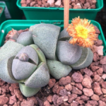 split rock plant care