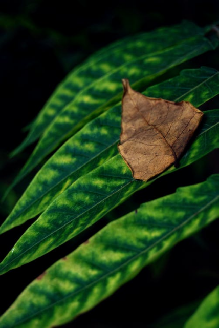 planta birkin hojas marrones