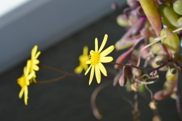 yellow flower ruby necklace plant