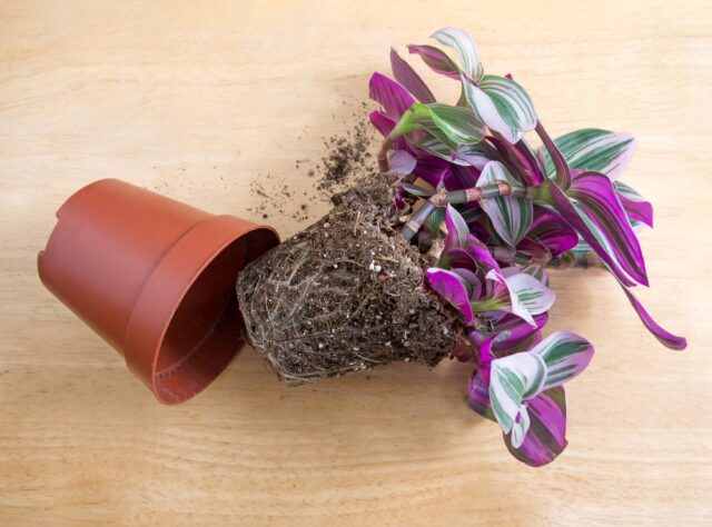 nanouk plant soil and repotting 