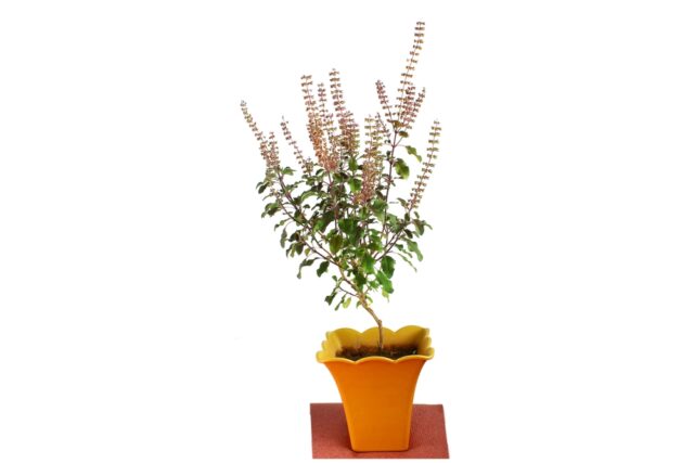 How to Care for Tulsi Plant in Winter