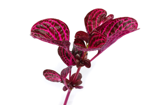 Iresine herbstii blood leaf plant