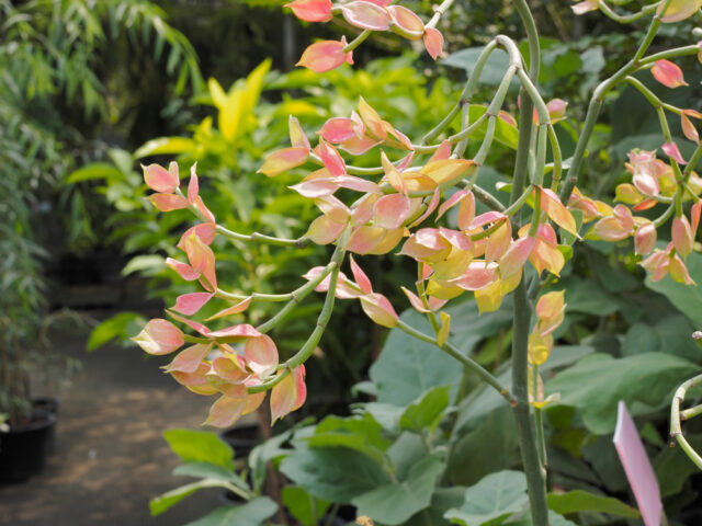 planta zapatilla Pedilanthus macrocarpus