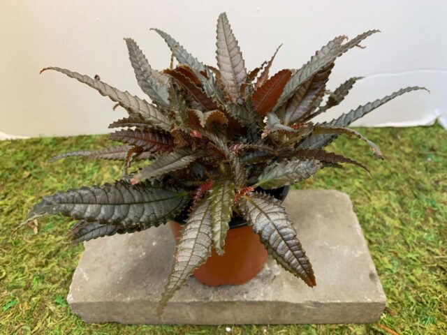Pilea Dark Mystery plant
