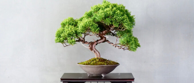 árbol de bonsái