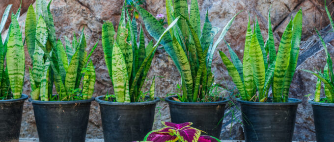 snake plant outdoors