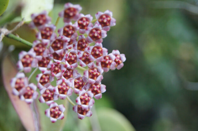 Hoya Gracilis plant