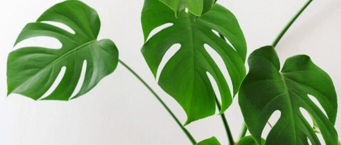 Split Leaf Plant